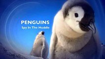 Пингвины скрытой камерой 1 серия. Как вылупиться из яйца / Penguins: Spy in the Huddle (2013)