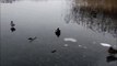 Ce canard ne comprend pas ce qu'il lui arrive en atterrissant sur ce lac gelé!