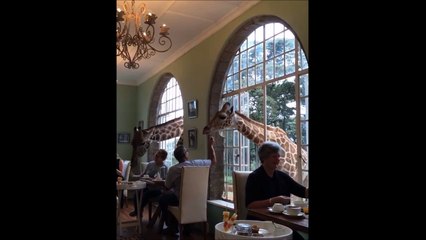 Des girafes pointent le bout de leur nez en plein restaurant!