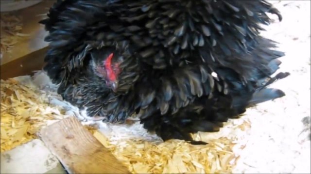 Quand ta poule se prend pour une employée d'EDF et couve n'importe quoi