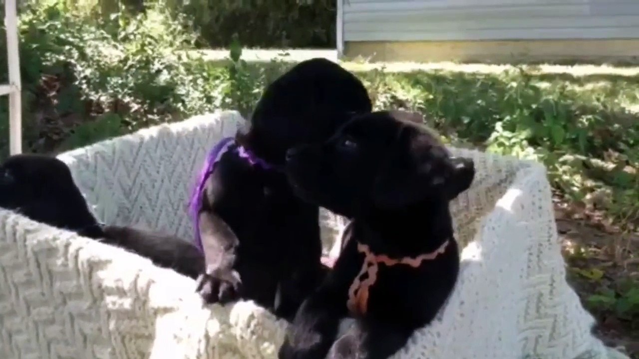 English Labradors Retriever Puppies in San Diego