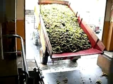 Vendanges en Août en ROUSSILLON