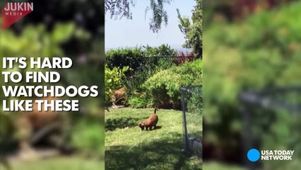 Un ours s'introduit dans une maison, mais sa réaction face à ces deux chiens est la plus hilarante qui soit