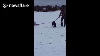 Pit bull pulls toddler in sleigh