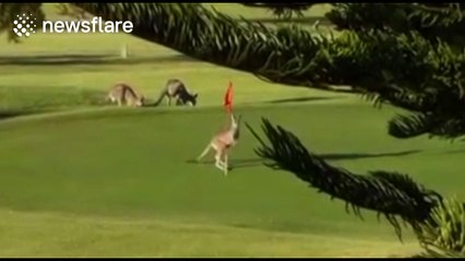 Kangaroo boxes golf flag