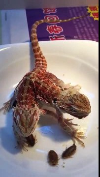 Uno trai 5 animali più strani del mondo Lo riconoscete