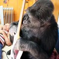 Questo video dimostra che i gorilla possono fare le stesse cose degli esseri umani!