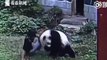 Un homme s'introduit dans l'enclos d'un panda pour le réveiller