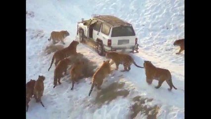 Onlarca Kaplanın Arasında Arabanın Kapısını Açtı!