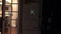 Bugs HobbyMom Prank Scorpion Spiders Butterfly ep4