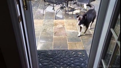 Dog confused by screenless door