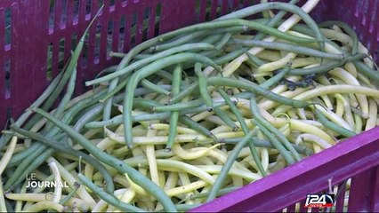 A la rencontre des Cigales, ces clubs d'investisseurs verts et solides