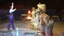 CRAZY Lion and Tiger Tamer - Circus  Check It Out INSANE CRAZY FUN