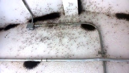 ARACNOFOBIA GUARDATE QUESTO VIDEO!!!