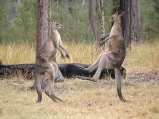 THE TRIAL OF GUNG-HO PART 8