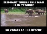 Elephant Rescue drowning man in the stream