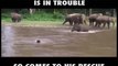 Elephant Rescue drowning man in the stream