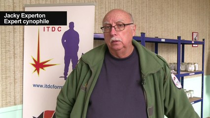 Le flair des chiens pour dépister les cancers du sein