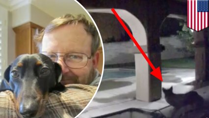 Coyote scales 7-foot high wall and kills brave family dog