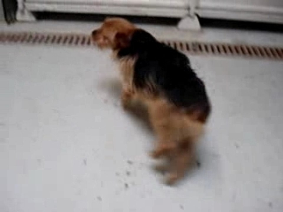 Vidéo igloo