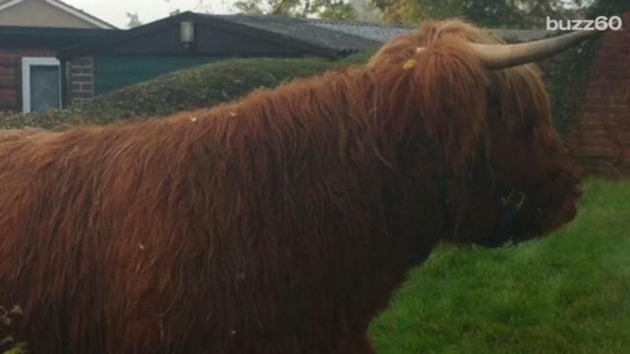 Highland Cow Causes Traffic Problems in England