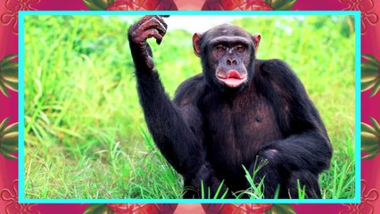 Spongebob Squarepants | Official "thumbs Song" | Nick