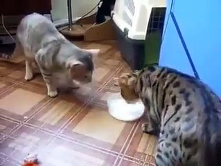 Kedi kardeşliği komedi