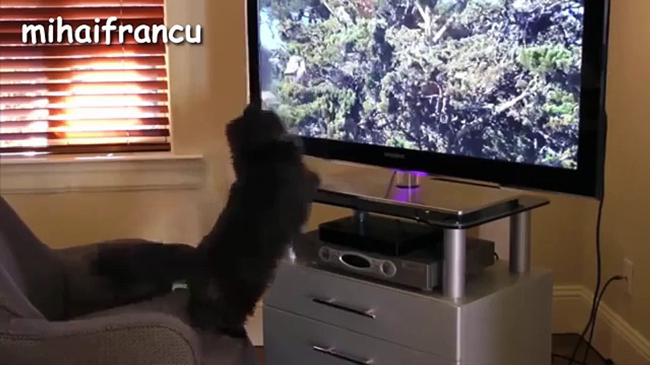 Funny_Cats Full Funny_Cat_Video_2016