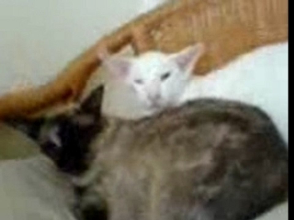 mijn katten