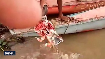 Piranalara bufalo kafası verilirse