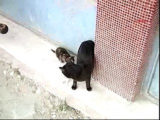 kedının günlügü