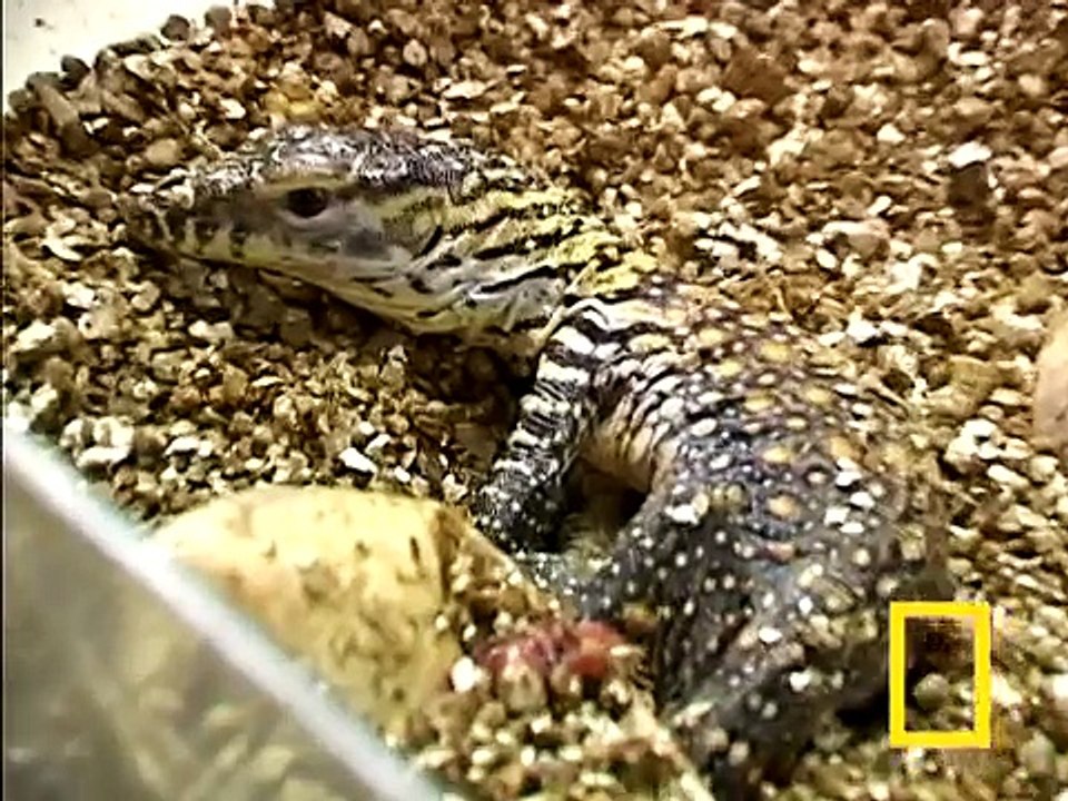 Komodo Dragons | National Geographic