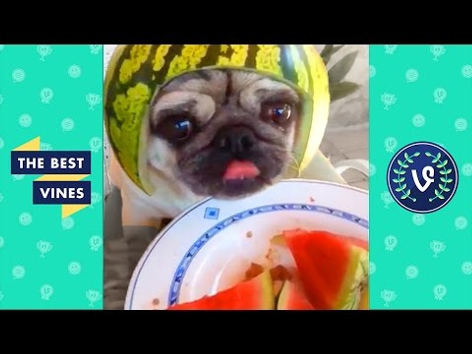 Top Cute Animal Pet Vines Compilation 2016