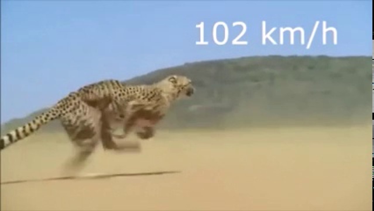 How Fast a Leopard can run