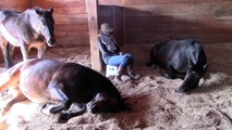 Horses, Peacefully Farting and Snoring 2 - With People!