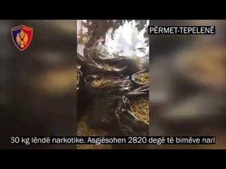 Ora News – Gjirokastër, sekuestrohen 25 thasë me kanabis dhe 2820 bimë