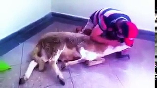 تعلم ذبح الاضحية العيد علي الطريقة الاسلامية الصحيحة .. الاستسلام التام عند ذكر اسم الله على الأضحية