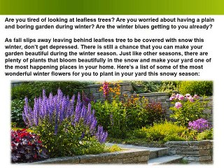 5 Plants that makes Your Winter Garden Beautiful