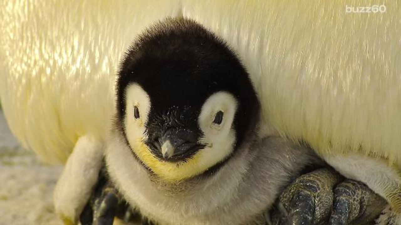 Penguin Detectives Wanted