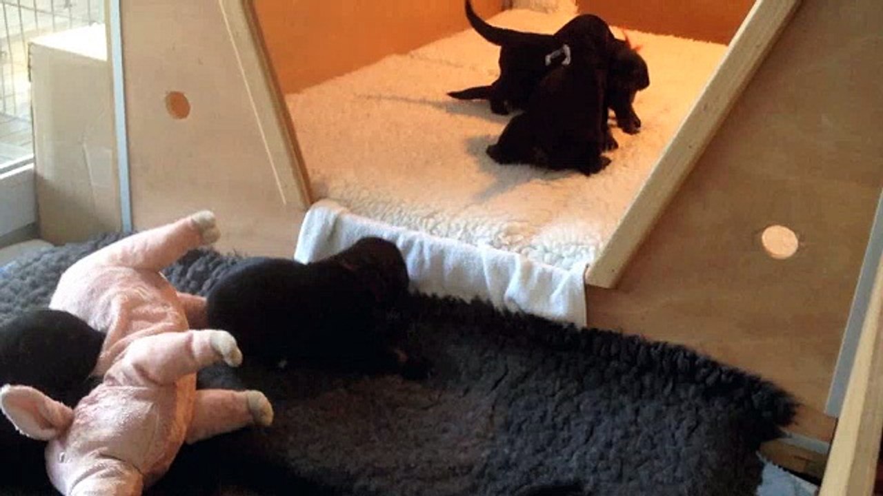 Portée Issey du Clos Chalandré - Mise en place de la courette