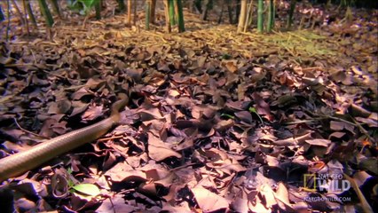 Cobra vs. Rat Snake - Worlds Deadliest