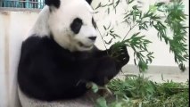 Giant Panda mom puts baby back to bed