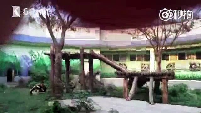 Ce débile s'introduit dans l'enclos d'un panda pour le réveiller mais l'animal est de très mauvaise humeur!