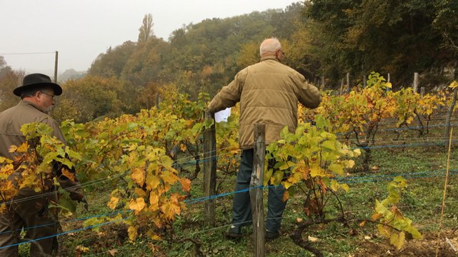 Plantation de cépages interdits à la vigne d'Yvandeau