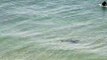 Terrifying moments in Australia as a shark swims just feet away from surfers