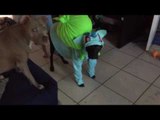 Adorable Dog Tries on Bulbasaur Halloween Costume