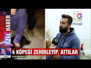 Sapanca'da ölüme terk edilen köpekleri kim zehirledi