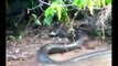World's biggest python snake found on Earth - Giant Anaconda - Largest snake longest python - YouTube