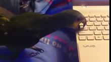 Parrot breaks laptop. Venezuelan Amazon Попугай ломает ноутбук сдирает кнопки клавиатуры Венесуэльский амазон Валера