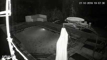 un crocodile attaque un couple dans une piscine